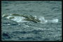 En flock ung sorglös plaskar delfiner simma i kustområdet