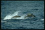 Обтекаемое строение тела дельфина способствует быстрому плаванию в воде