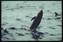 Schwierige Tricks von einem geschulten Delfin aus dem Zoo durchgeführt