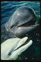Smiling delfinų grynas ir atviras kaip vaikas