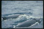 Nadar en el mar a poca distancia de un par de delfines de alta velocidad