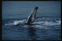Milžiniškas banginis sumažėja iki absorbuoti didelius kiekius maisto