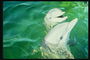 Pretty tersenyum lumba-lumba cerdas dalam akuarium air hijau menyebabkan lokasi