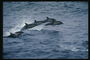 Небольшая стая дельфинов в процессе развлечения ищет необыкновенных приключений
