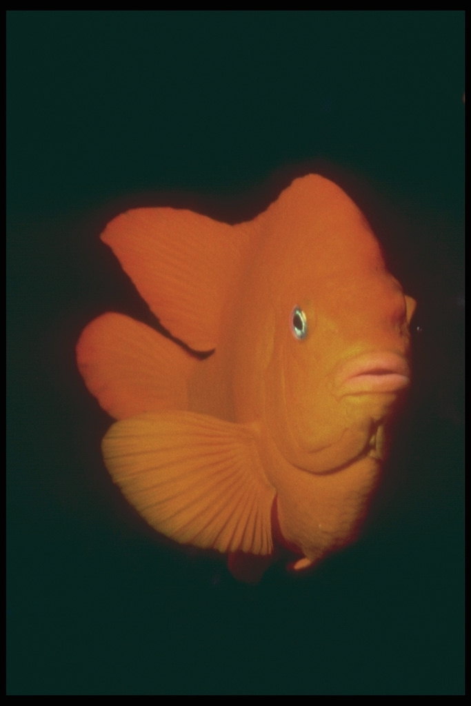 Riba je u crveno-narančaste boje sa okruglim peraje i rep