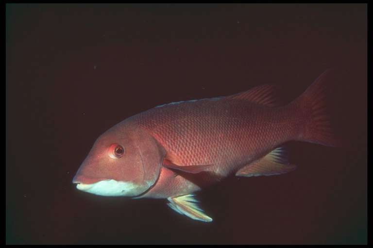 Fisk i rødt med en hvit flekk på hodet