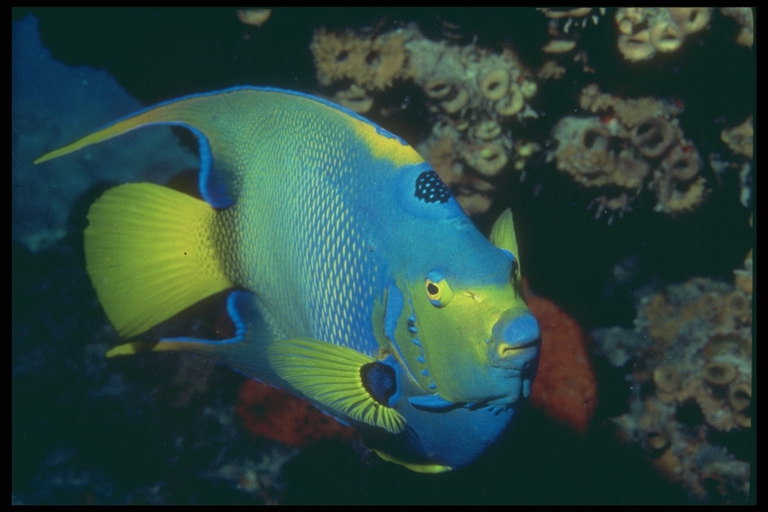 Fish: yellow and blue