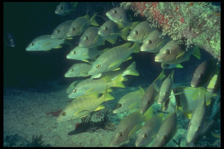 समुद्री शैवाल में लकड़ी की मछलियों का वर्ग