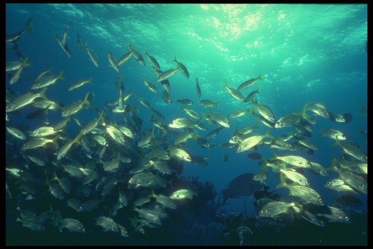 Рыбы под светом сквозь морские пространства