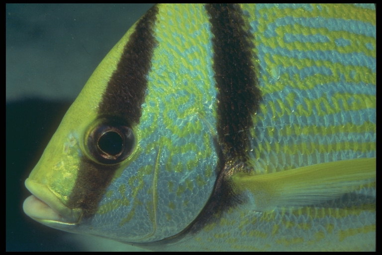 Žlutá ryba s hnědé proužky na hlavě