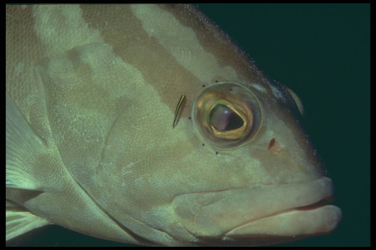 Licht-bruin toon gestreepte vis