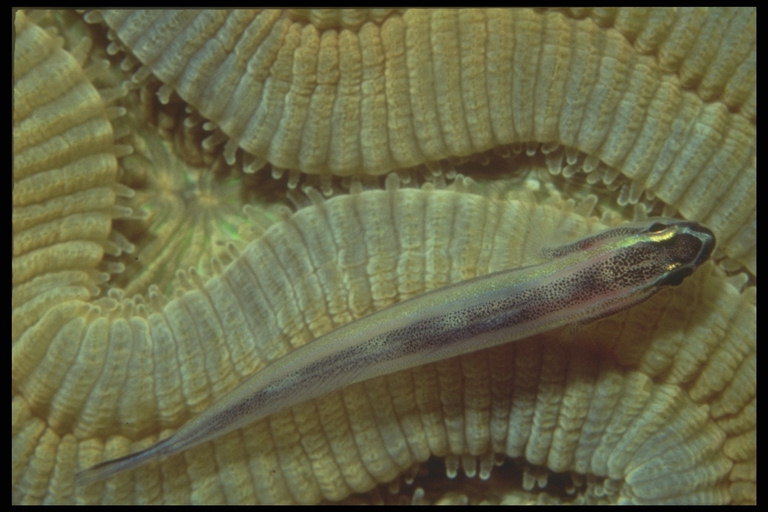 Malek rib na podlagi polipoza