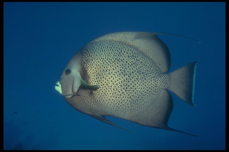 Ash-colored fish with brown spots