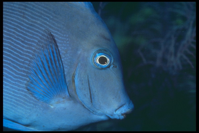 El peix blau-lila a rayas