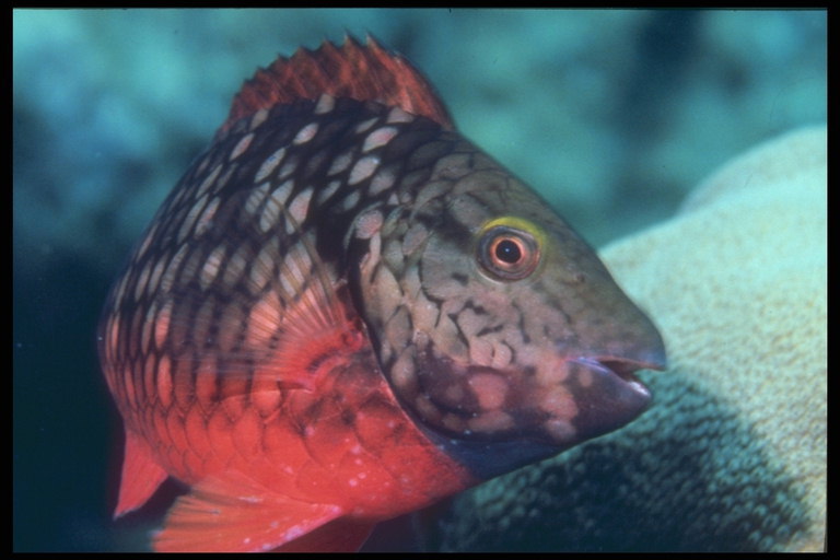 Kala, jossa on punainen vatsa ja punaisia täpliä