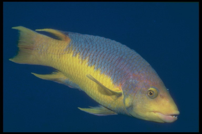 Žuvis su geltona pilvo ir nugaros alyvinis