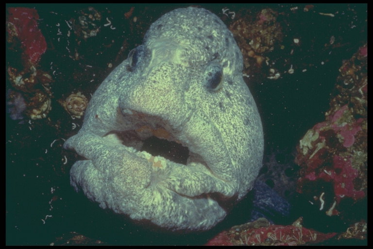 Fisch mit großen Zähnen, breite