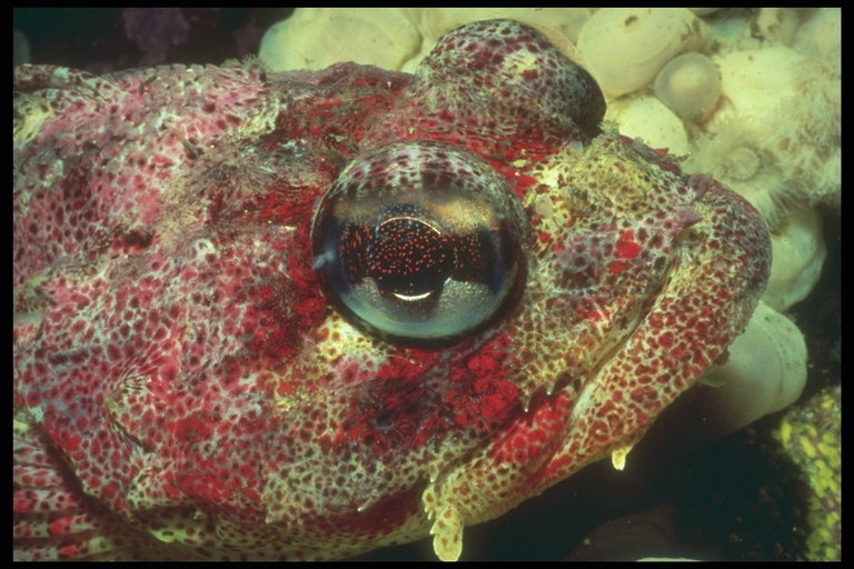 A cabeza do peixe, no punto vermella