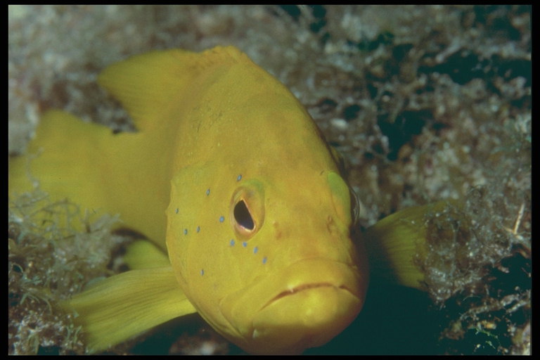 Ikan dengan warna kuning cerah, yang hangat hue