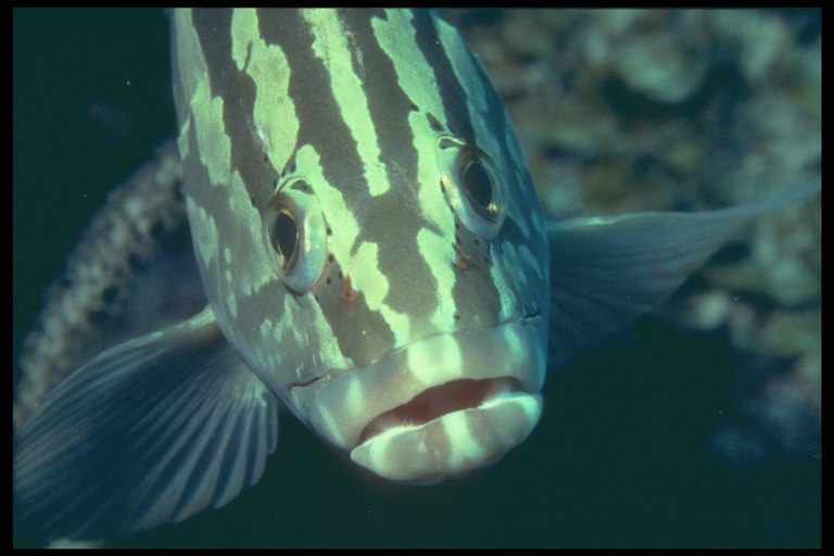 Der Fisch mit großen Lippen und mit Streifen