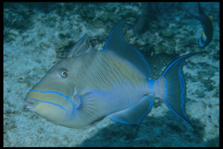 Ryba s modrými pruhy na hlavě, ploutve, ocas