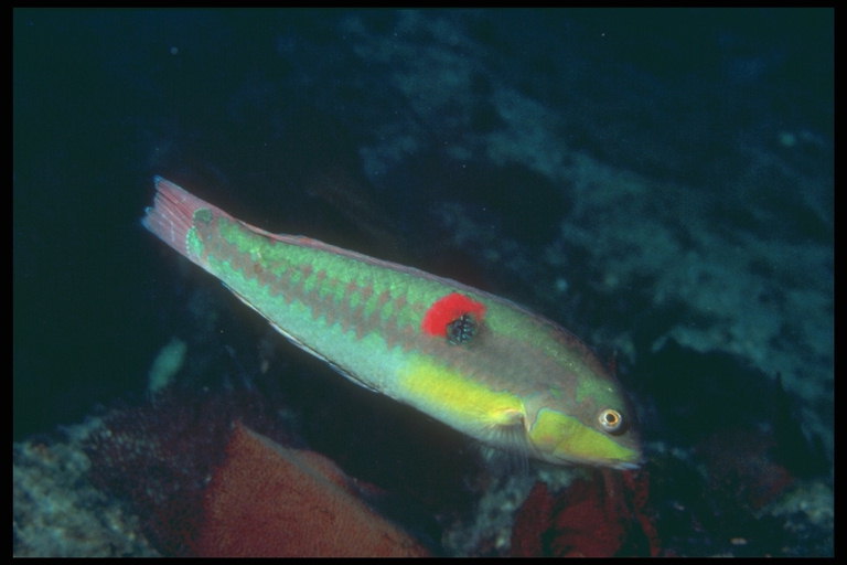 Fisken med kroppen fargen grønn, gule striper på underliv og en rød flekk nær fin