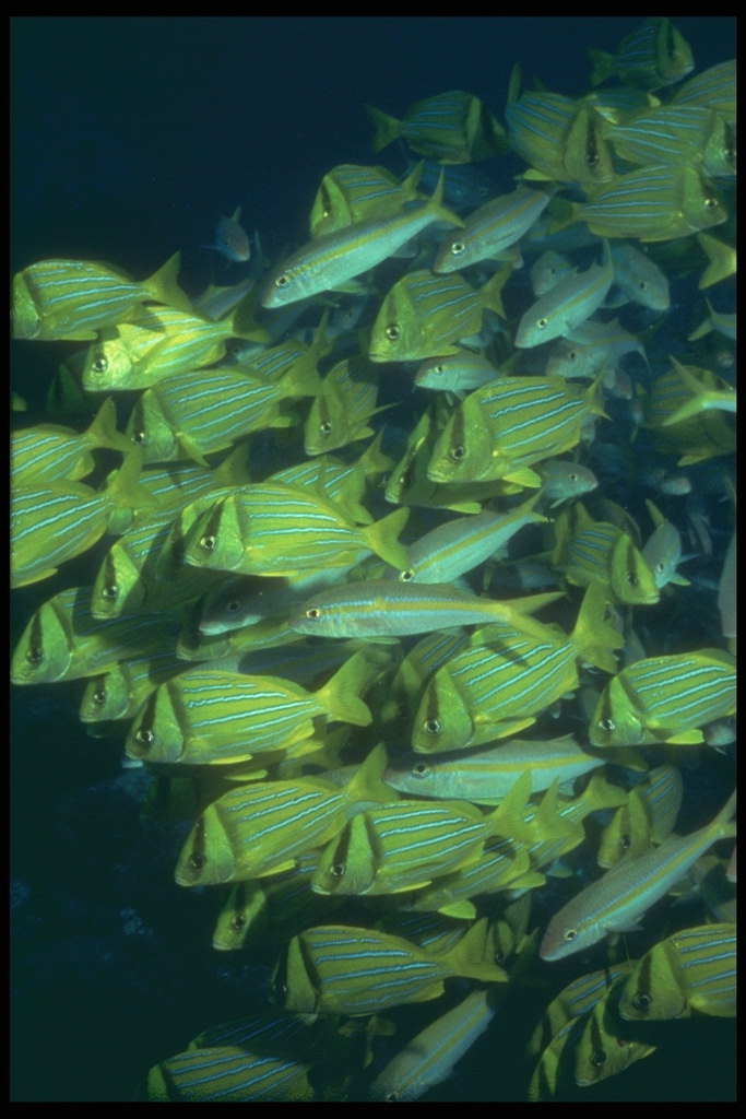 O turmă de animale din diferite specii de peşti