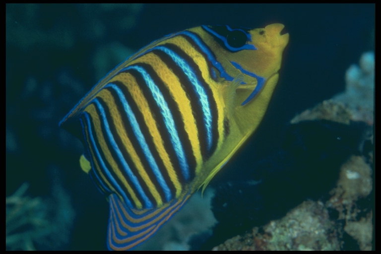Vaivorykštinis žuvis. Mėlyna, geltona, juoda juostelės