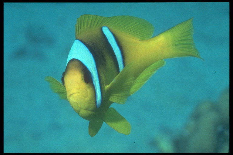 De gele kleur van de vis lichaam met witte strepen