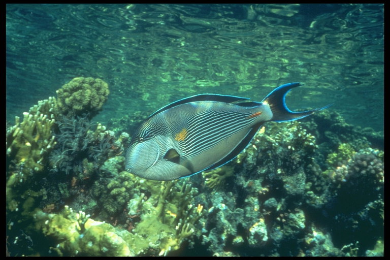 Ribe z modro meja okoli repa
