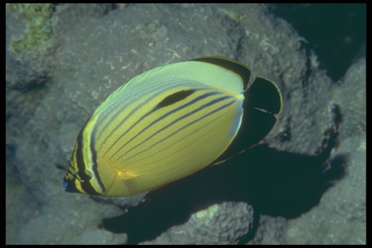 Peshku në ngjyra Stripes