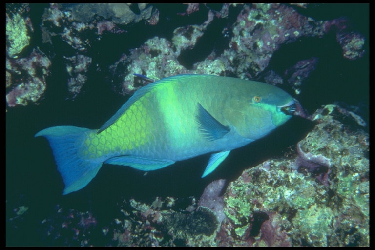 Riba u svjetlo zeleno i svijetlo plavom tonu