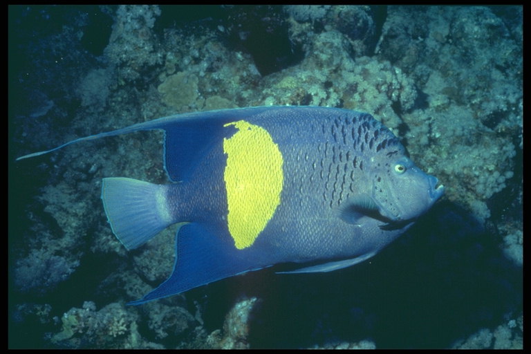 Gele vlekken op het lichaam van de vis