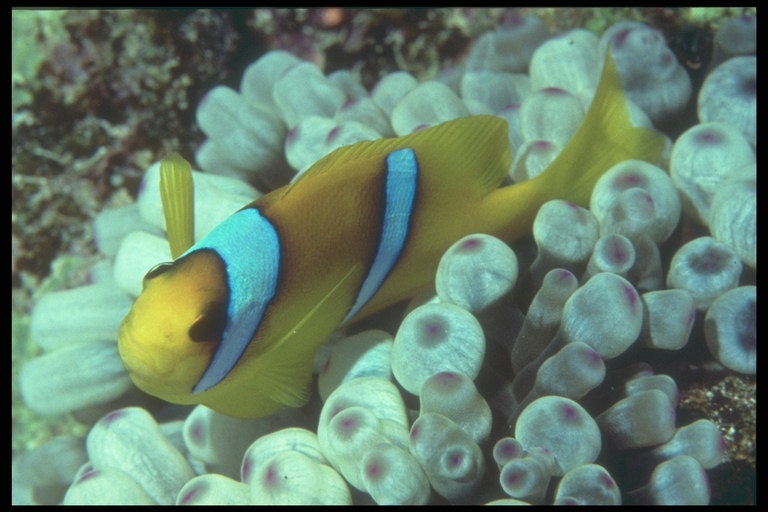 Amarela peixes entre os pólipos