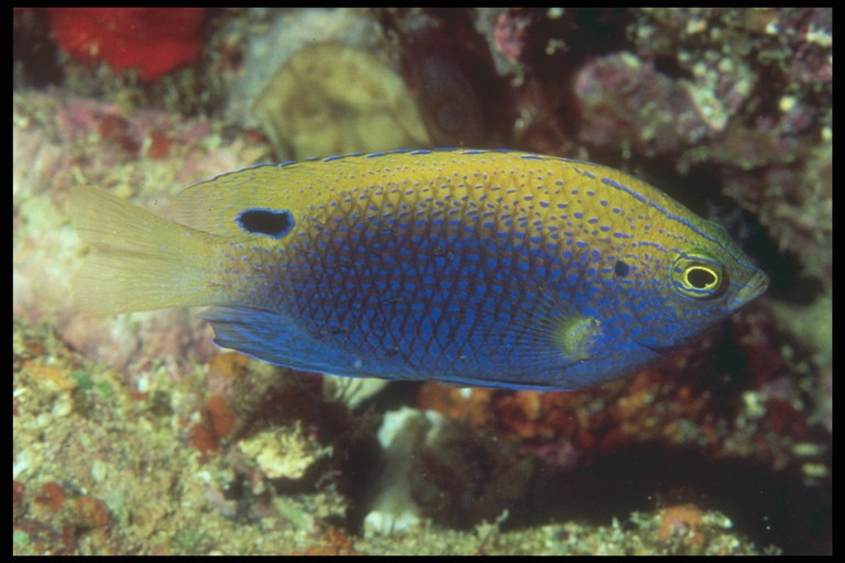 Fisk med mørkeblå ryg og gul bug