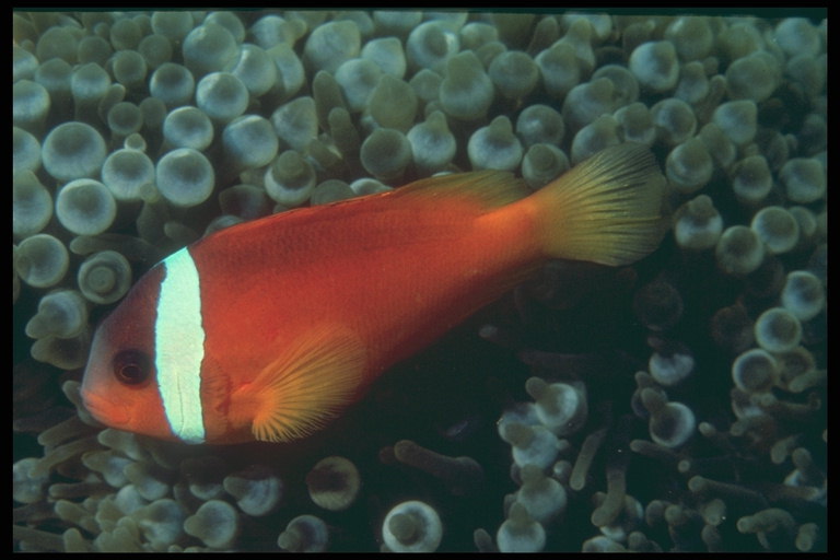 Los peces de color rojo oscuro con rayas blancas de cuello