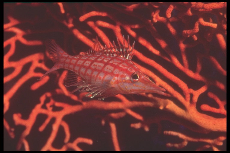 الأسماك في الخلايا الحمراء