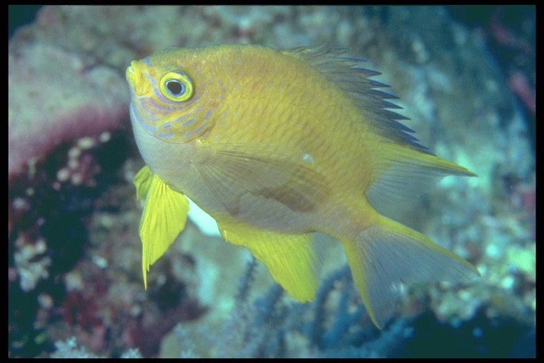 I pesci sono di colore giallo con un trasparente di colore giallo brillante e pinne