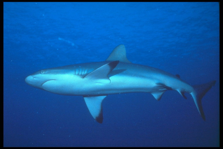 Biele brucho žralok