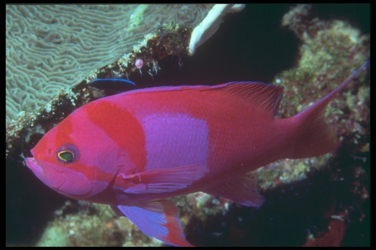 Ryby v růžové, fialová, červené barvy