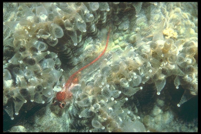 Riba sa transparentno tijelo