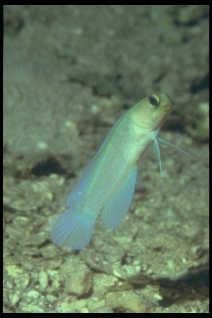 Peshku i argjendtë me një bisht dhe fins