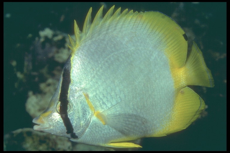 Vis met zilver gekleurde lichaam en gele staart