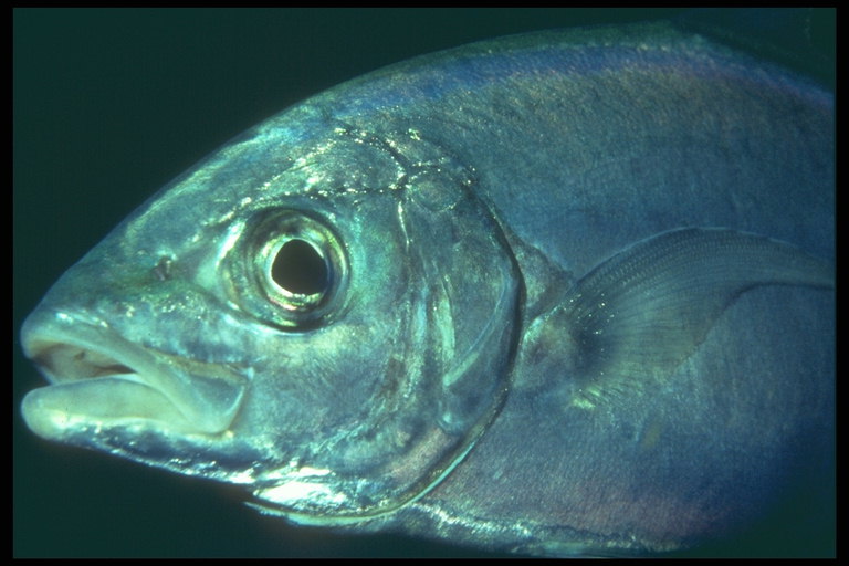 Рыба с стальным блеском тела