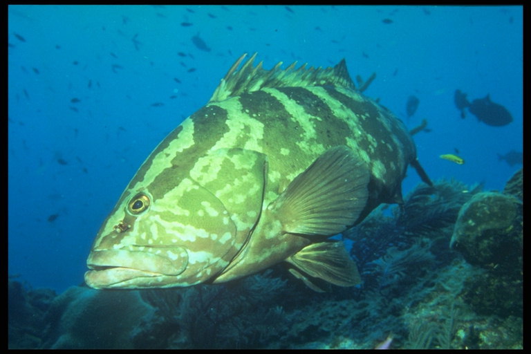 Un peixe con pechada e borda recortadas das barbatanas nas costas