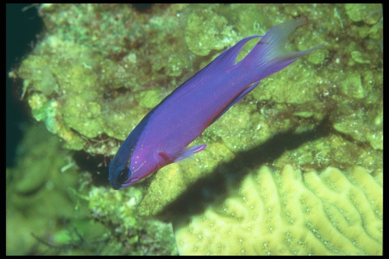 Bright fialové ryba s tmavě modrým pruhem na čelo