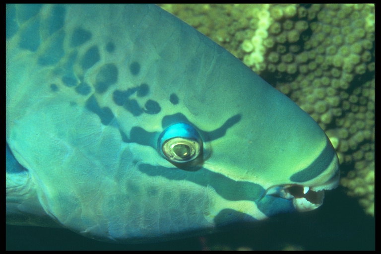 Рыба голубого цвета с широкими зубами-пластинкой