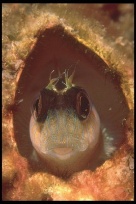 De vis met grote ogen in de cache