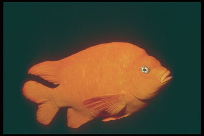 Orange-röd fisk