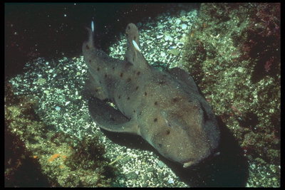 Ikan yang besar dengan tubuh gelap warna coklat